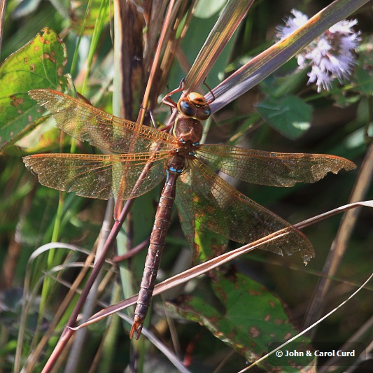 IMG_1318 Aeshna grandis male.JPG